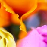 Someday - Limited Edition of 100 by Renee Campbell