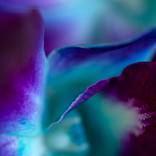 Meant For You - Limited Edition of 100 by Renee Campbell