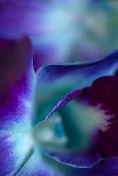 Original Abstract Botanic Photography by Renee Campbell