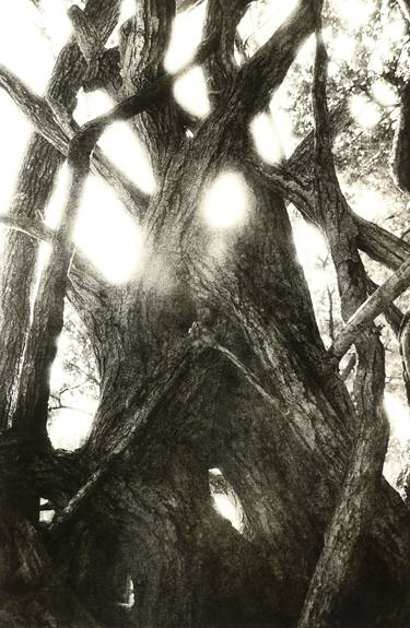 Print of Tree Photography by Natalia Radchuk