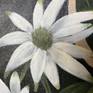 flannel flower detail