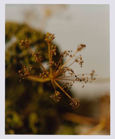 Print of Botanic Photography by Rhys Frampton