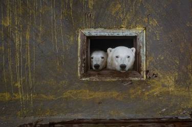 Original Animal Photography by Dmitry Kokh