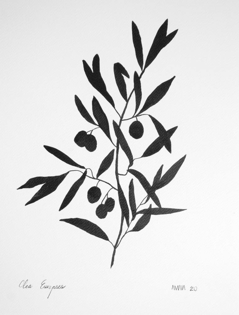 olive tree botanical drawing