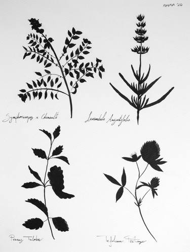 Botanical Shadows nº4 - Simple plant illustrations in black ink thumb