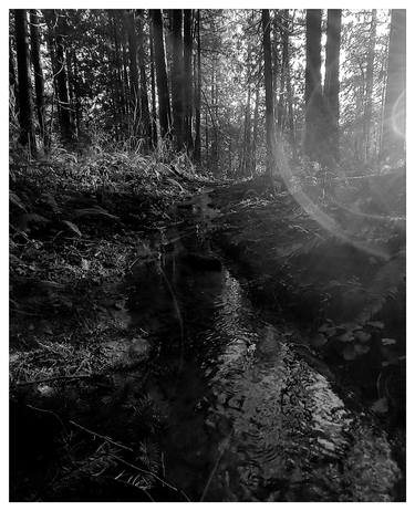 Saatchi Art Artist Anna Tomlin; Photography, “Into the Woods - Limited Edition of 1” #art