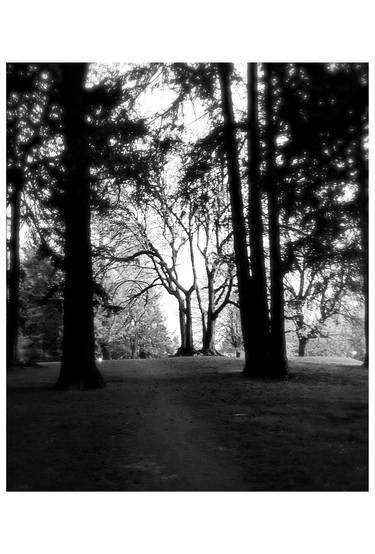 Saatchi Art Artist Anna Tomlin; Photography, “Through the Forest - Limited Edition of 1” #art