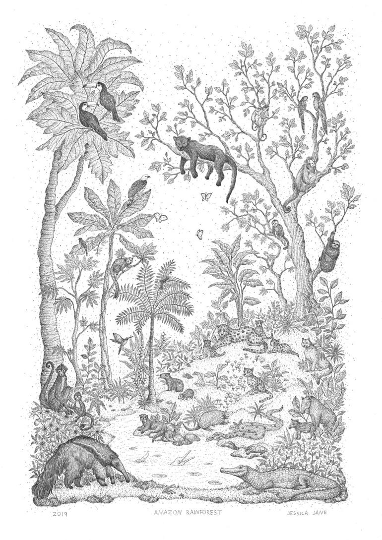 rainforest plants and animals drawings