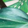 Fragment of the picture