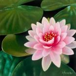The Lotus by Suzanne Howe