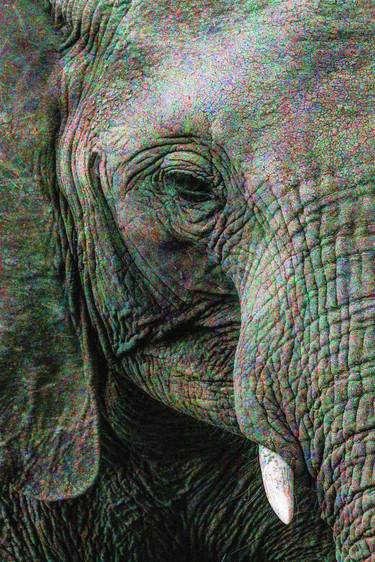 Print of Animal Digital by Scott Gieske