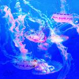 Deepwater Dance by Scott Gieske