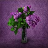 Lavender Lilacs by Scott Gieske