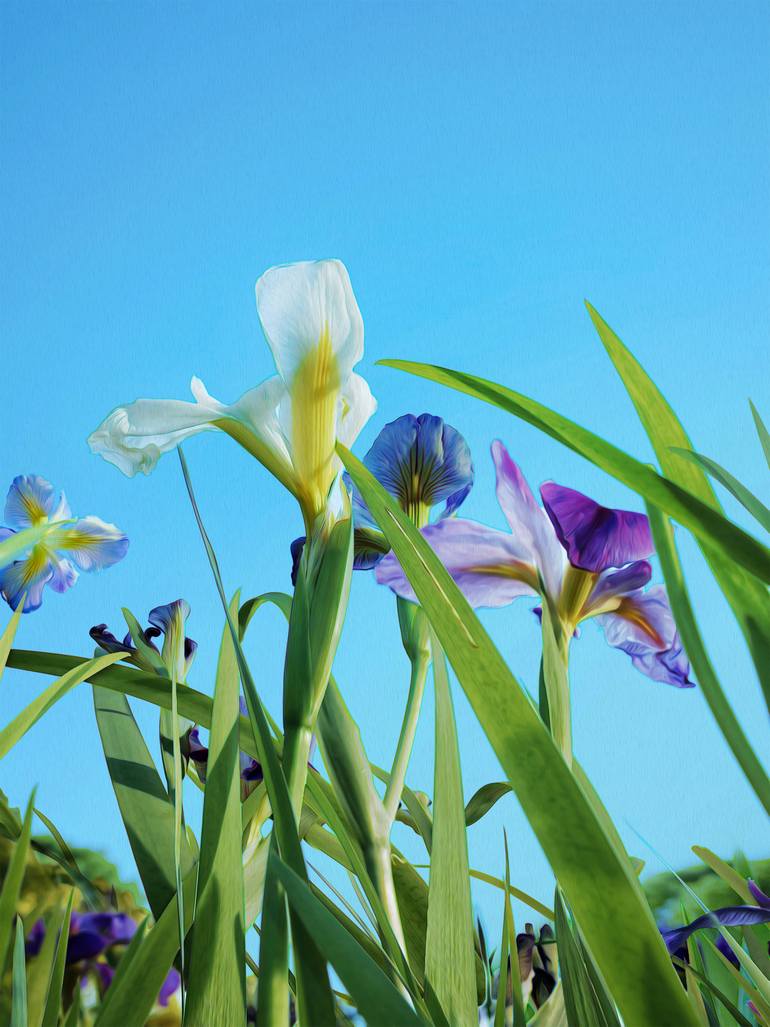 Original Floral Digital by Scott Gieske | Conceptual Art on Paper | Irises Against a Blue Sky