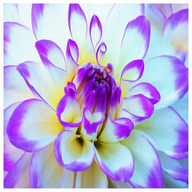 Original Floral Digital by Scott Gieske