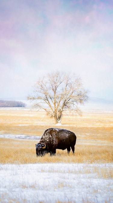 HIGH PLAINS BISON thumb