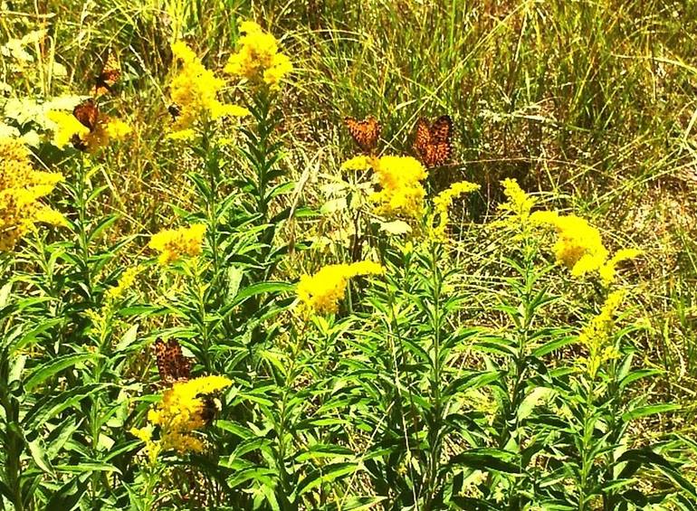 Butterflies in Saskatchewan - Print