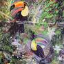 Collection Toucans