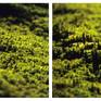 Collection Gardens of Wabi Sabi