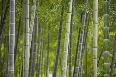 Bamboo forest - Study I - Limited Edition of 12 thumb