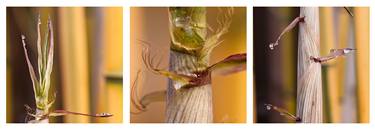 Original Fine Art Botanic Photography by Helmut Rueger