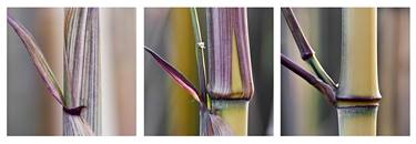 Original Abstract Botanic Photography by Helmut Rueger