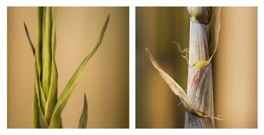 Original Botanic Photography by Helmut Rueger