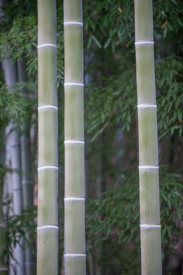 Bamboo forest II - Limited Edition of 12 thumb