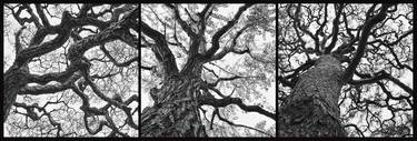 Original Fine Art Tree Photography by Helmut Rueger