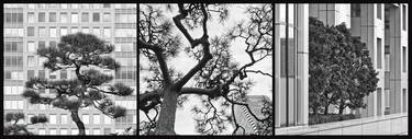 Original Tree Photography by Helmut Rueger