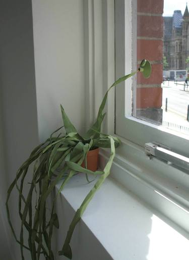 Climbing Plant (detail) thumb