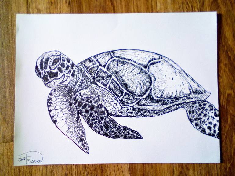 Hawaiian Sea Turtle Drawing Drawing By Hanna Blount Saatchi Art