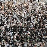 Cotton Field with Peach Tones by Catherine Vaughn