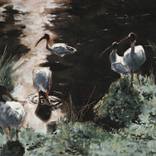 Ibis by Adrian Matic