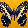 Collection Butterfly Art
