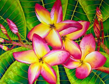 Pink Frangipani thumb