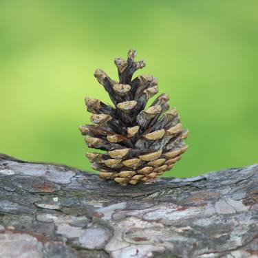 Pine cone thumb