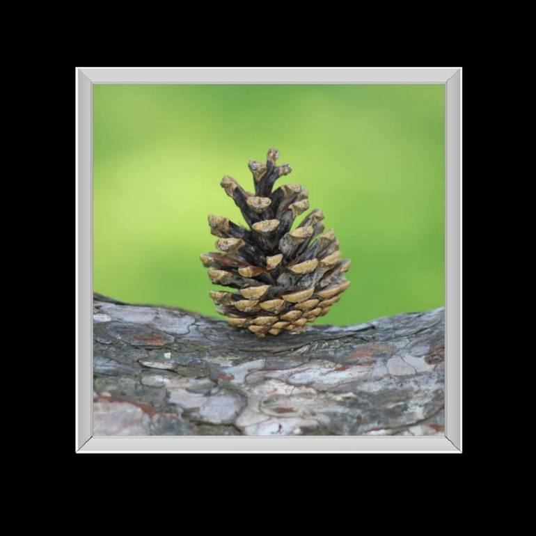 Original Other Nature Photography by Tijana Stepic