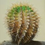 King of Thorns by Sigit Raharjo