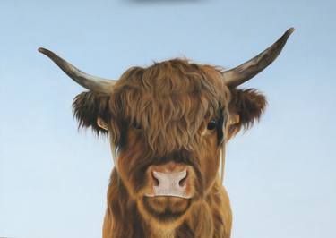 Ysolde - highland cow thumb