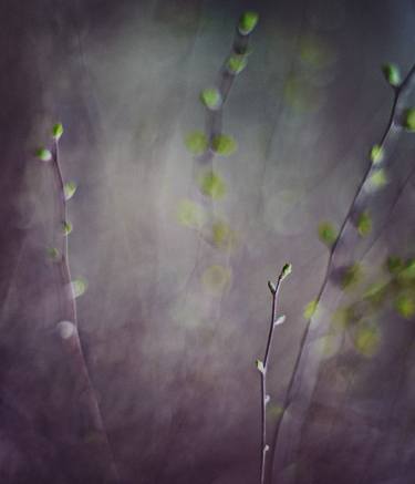 Print of Abstract Nature Photography by Svitlana Lytvynenko