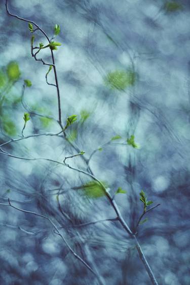 Original Abstract Nature Photography by Svitlana Lytvynenko