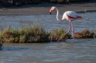 Camargue pink flamingos #1 thumb