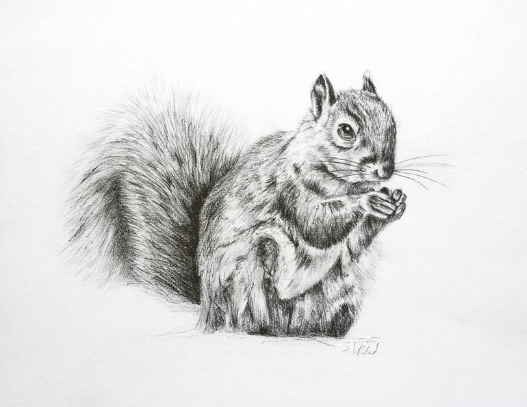 eastern gray squirrel drawing