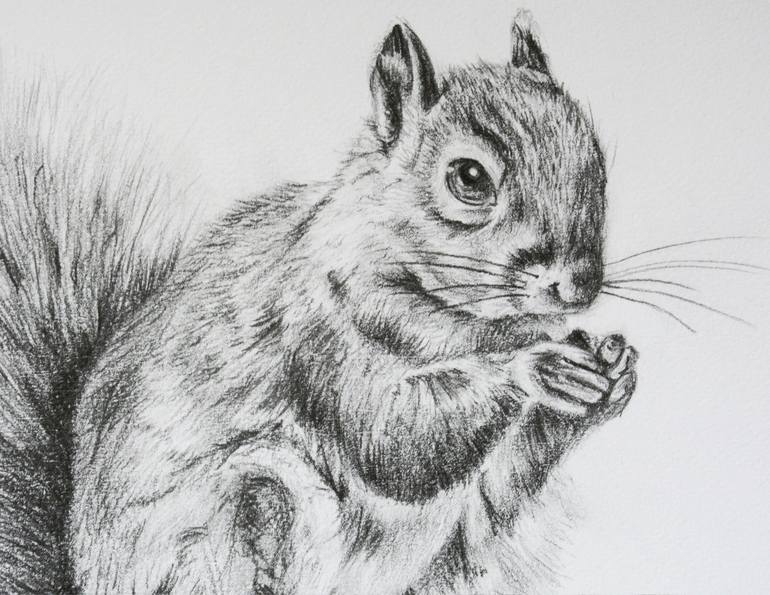 Original Animal Drawing by Susannah Weiland