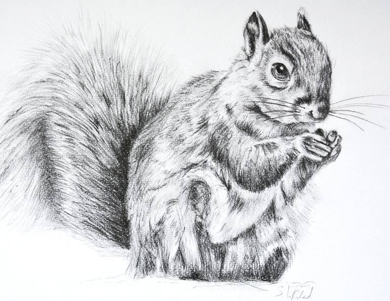 Sitting Squirrel Drawing by Susannah Weiland | Saatchi Art