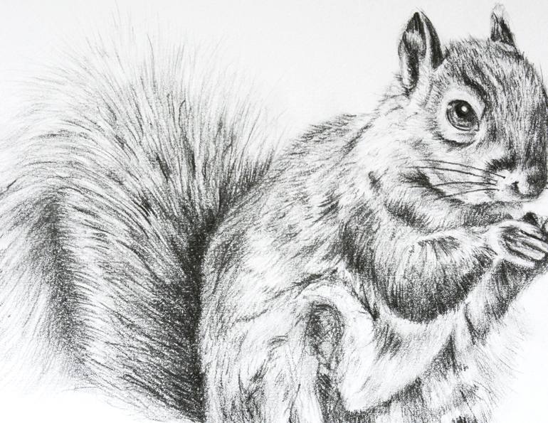 Original Realism Animal Drawing by Susannah Weiland