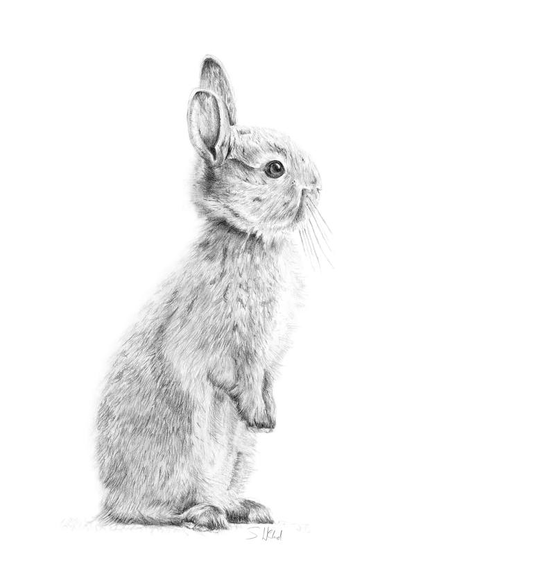 standing rabbit outline