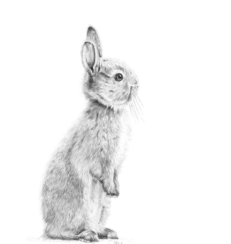 Standing Bunny Drawing by Susannah Weiland Saatchi Art