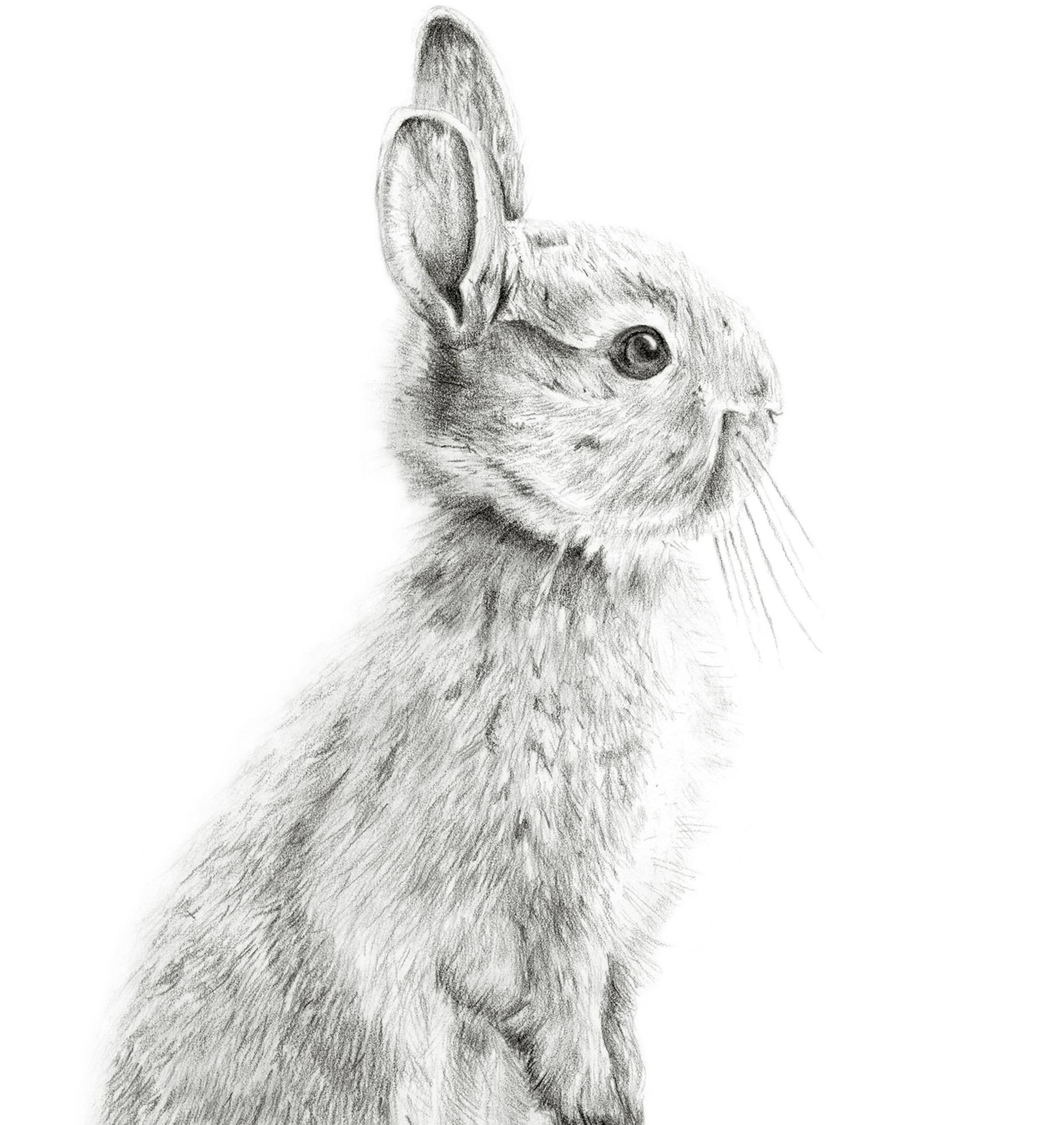rabbit black and white drawing